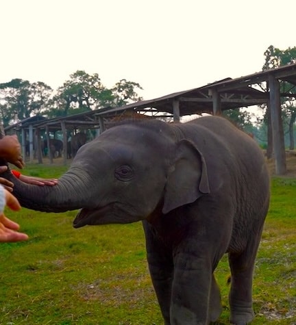 Elephant Breeding Centre