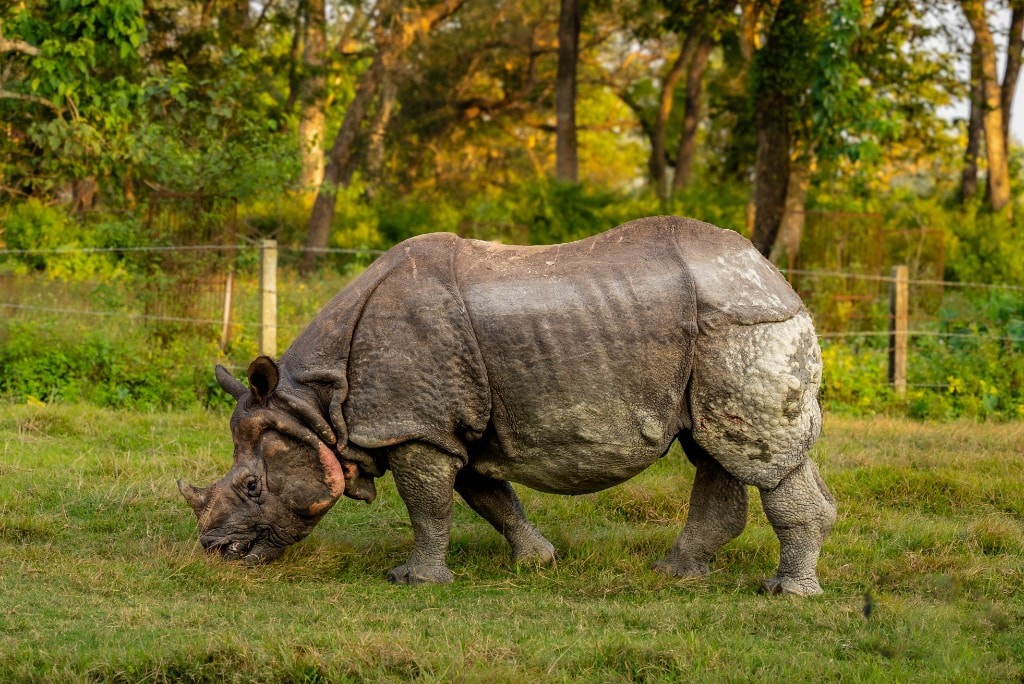 Chitwan National Park